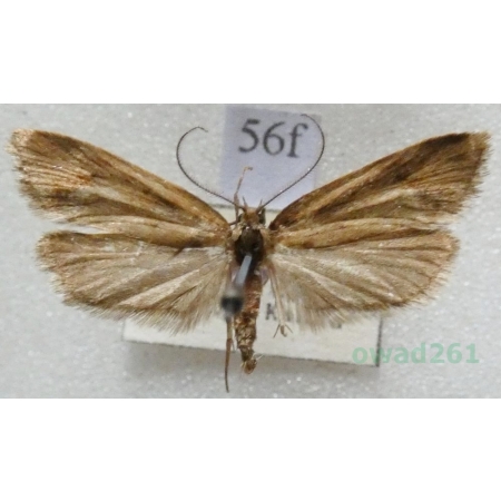Diurnea lipsiella (Denis & Schiffermüller, 1775) Czech56f